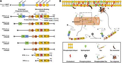 Role of the <mark class="highlighted">Lipid Membrane</mark> and Membrane Proteins in Tau Pathology